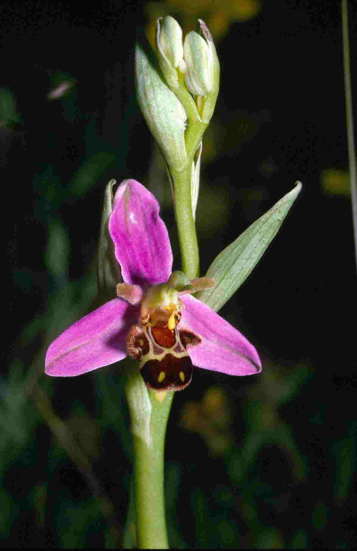 Bee Orchid - Keith Cunningham
